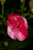 Rosa gallica var. officinalis RCP6-2010 015.jpg